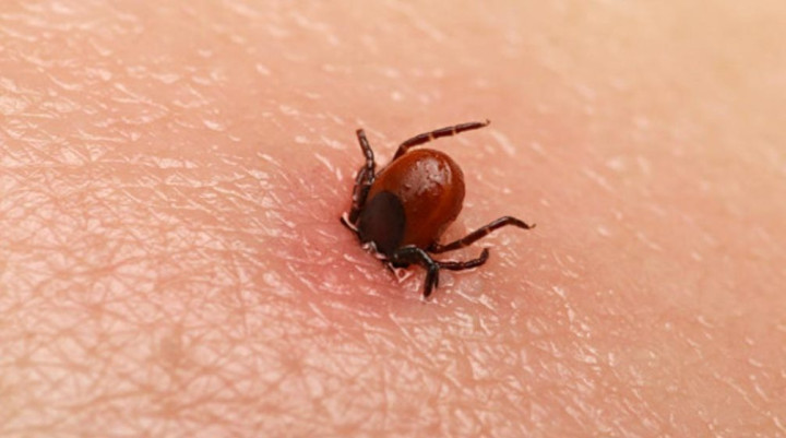 चितवनमा एक सातामा स्क्रब टाइफसका १२ बिरामी भेटिए