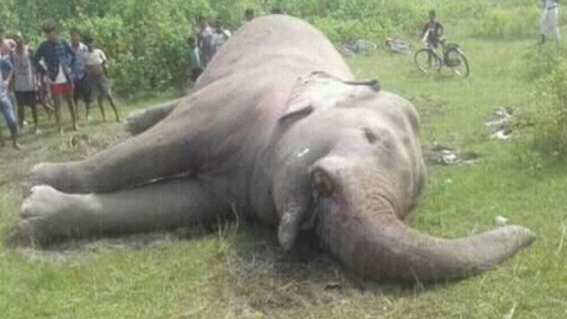 सर्लाहीको जिरायतमा पोथी हात्ती मृत फेला
